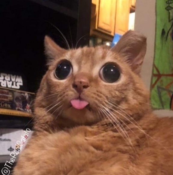 Meet your Posher, Ashley - Picture 1 of 1